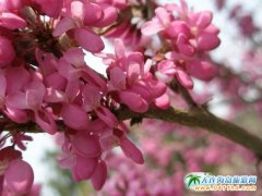 2017旅順龍王塘櫻花一日游35元