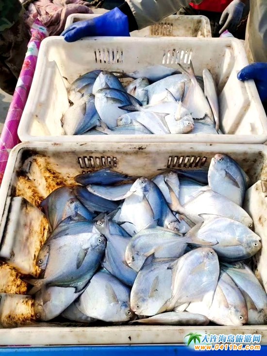 山東煙臺長島每年的海鮮節音樂搭配美食共享秋季